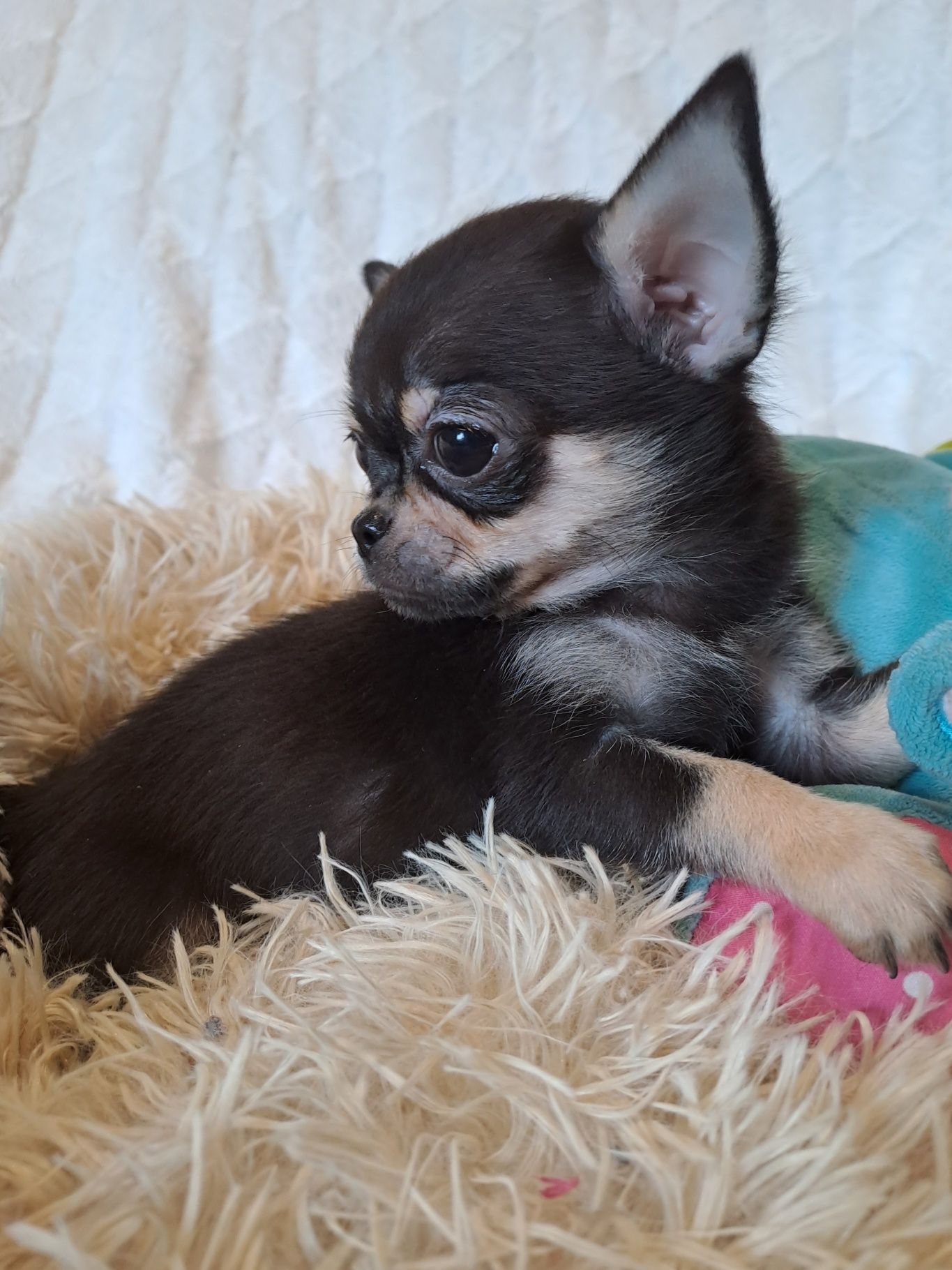 ** SPAYKUŚ**chihuahua xxs black gotowy do odbioru