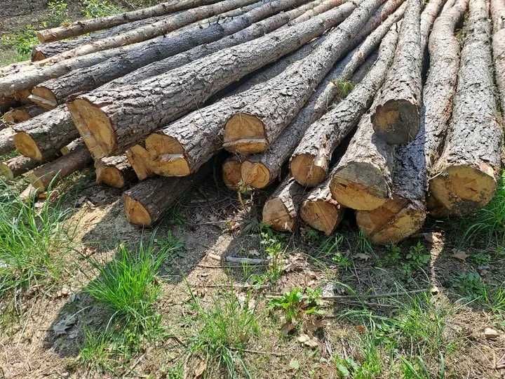 Drewno opałowe sosnowe