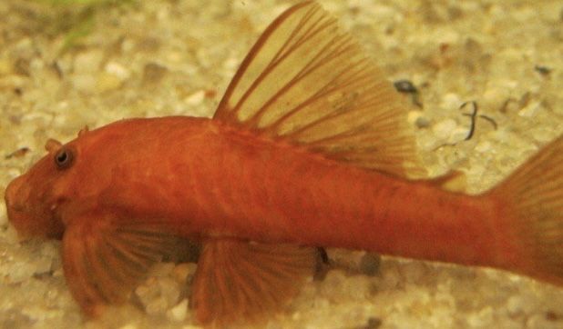 Glonojad Super Red
