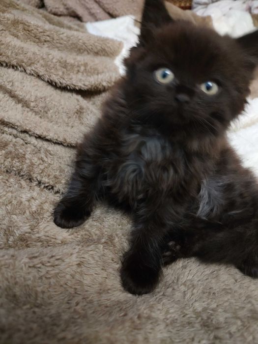 Плюшевые котята шотландцы, необыкновенные котики ждут любящую семью