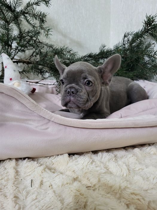 Французький бульдог