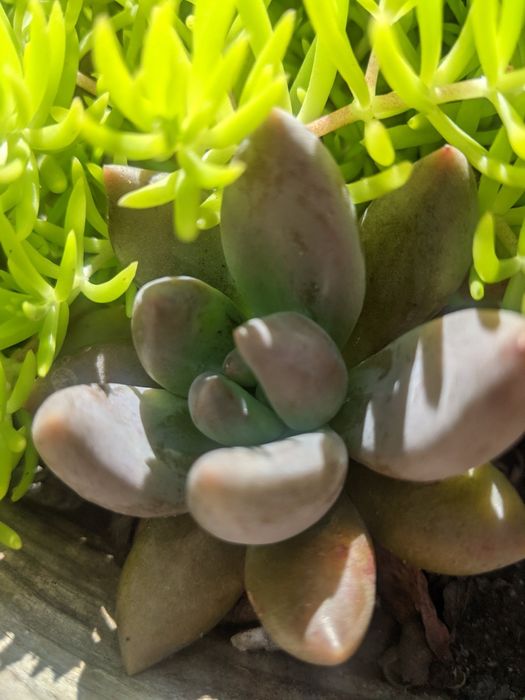 Сукуленти кімнатні