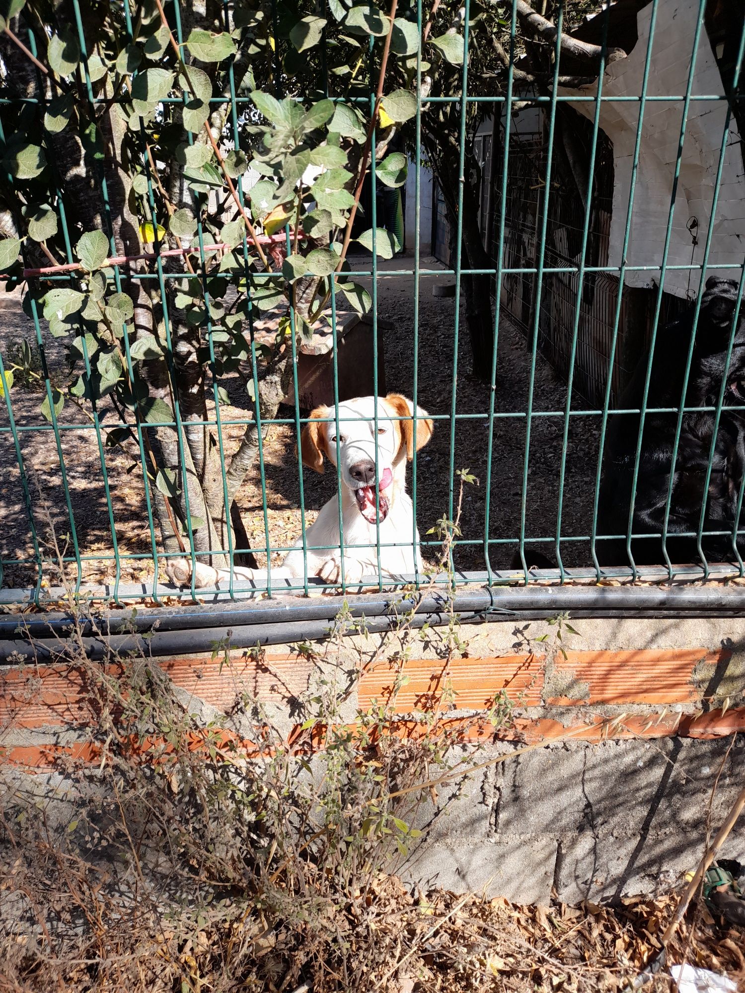 Cão para adotar responsavelmente