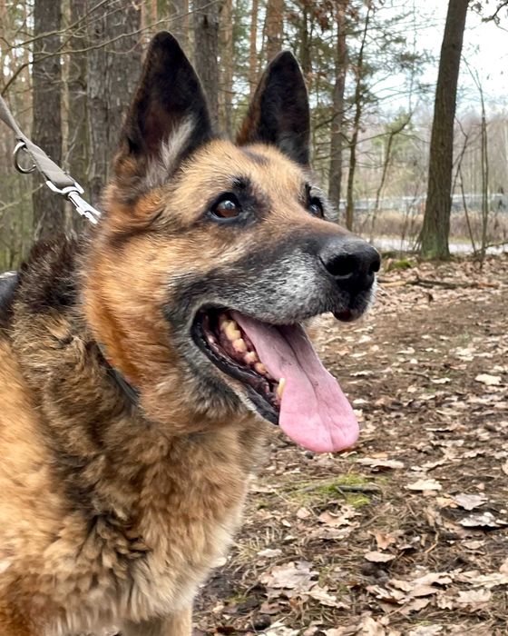 JAGA - psia seniorka szuka domu