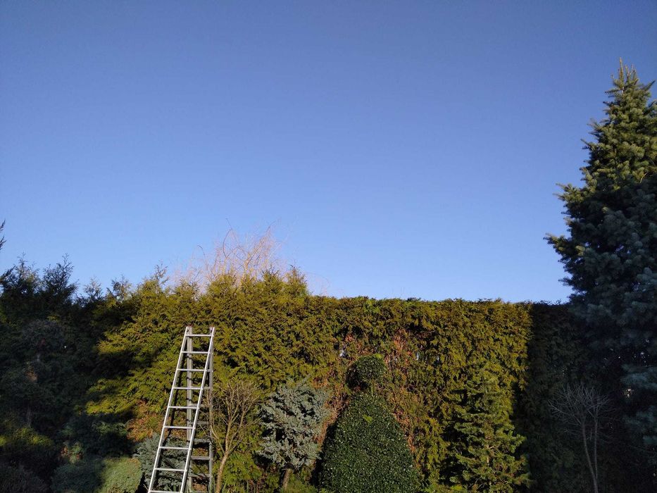 Karczowanie działek, wycinki, usługi rębakiem, porządkowanie działek