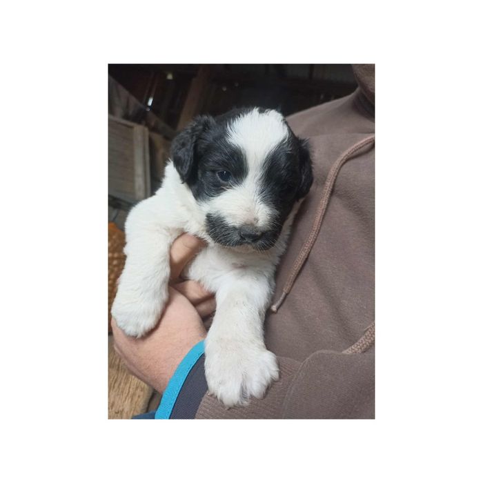 Oddam pieski w dobre ręce