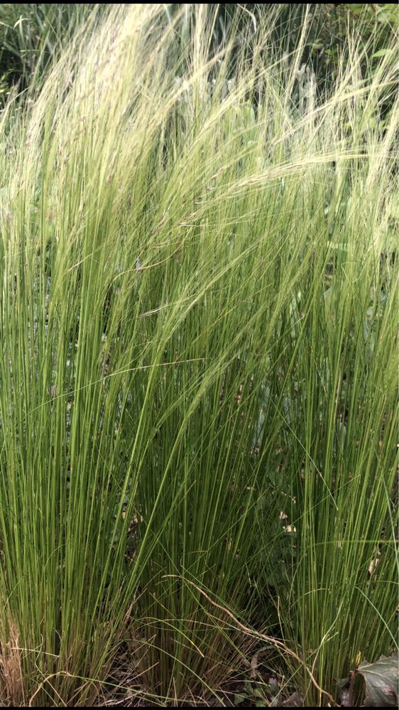 Zestaw roślin na słońce stipa, rozchodniki, żurawki