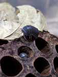 Armadillo officinalis isopody izopody kulanki