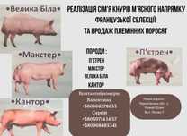 Продаж  сім'я кнурів