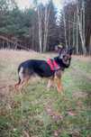 Tedi cudowny owczarek do adopcji