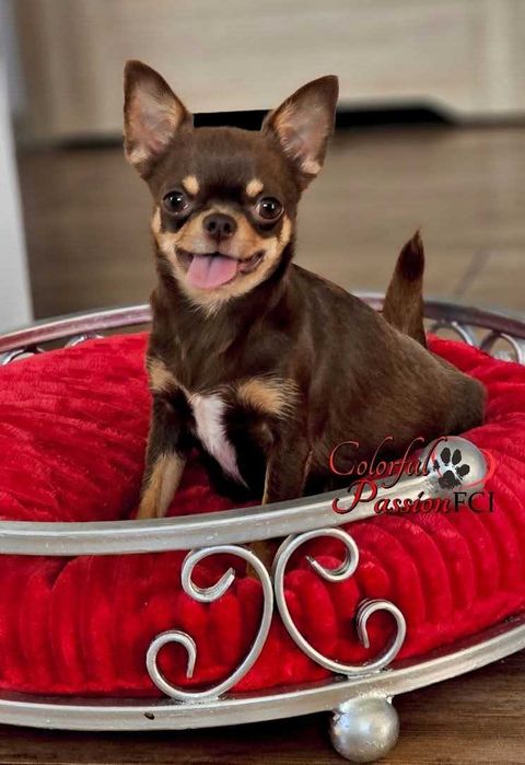 Chihuahua suczka ZKwP FCI