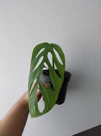 Monstera Indonesian marble kolekcjonerska sadzonka