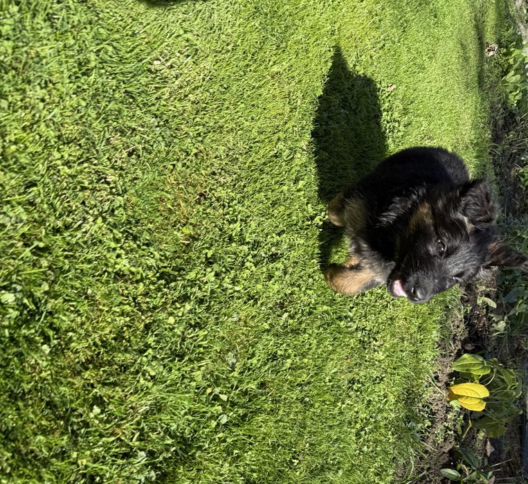 Owczarek Niemiecki Długowłsoy