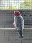 Catatua galah macho reprodutor 2016