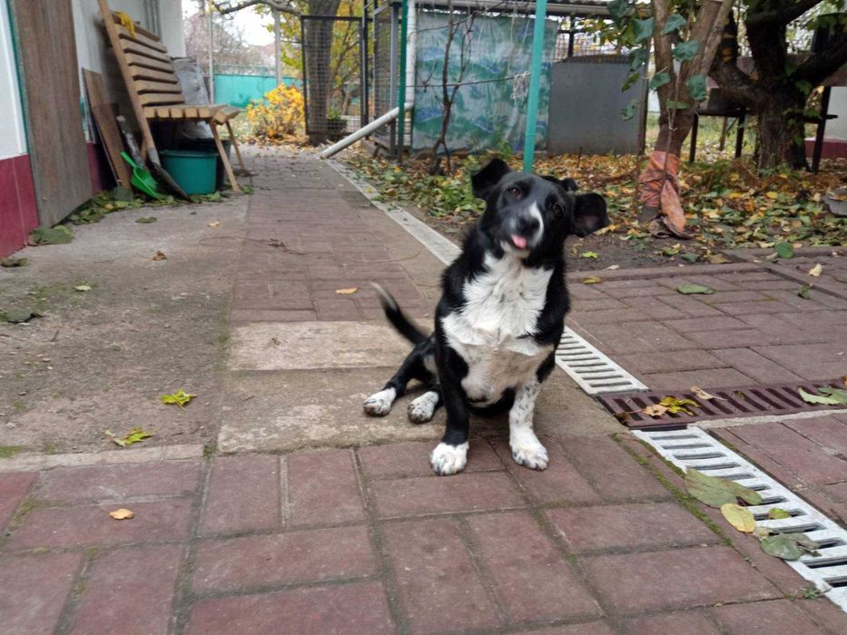 Стерилізована дівчинка маленької породи