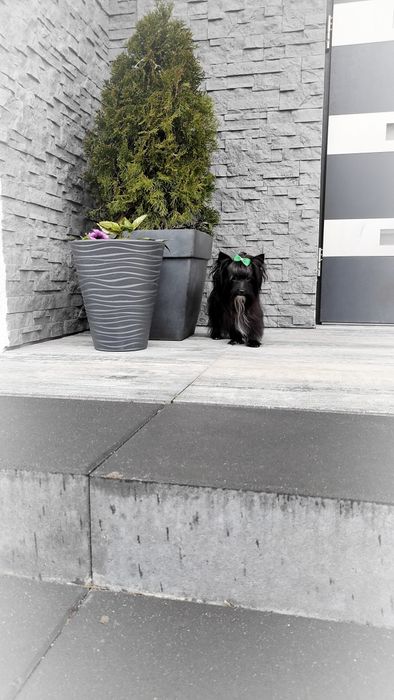 Cudowny maluch, czarny York, przytulaśny Yorkshire Terrier Black
