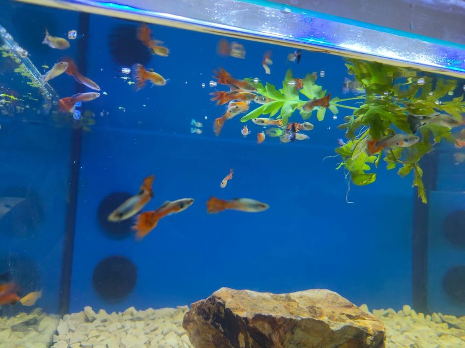 Guppys várias cores