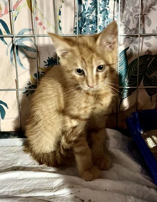 Котенок маленький мальчик ярко рыжий кошеня яскраво рудий хлопчик