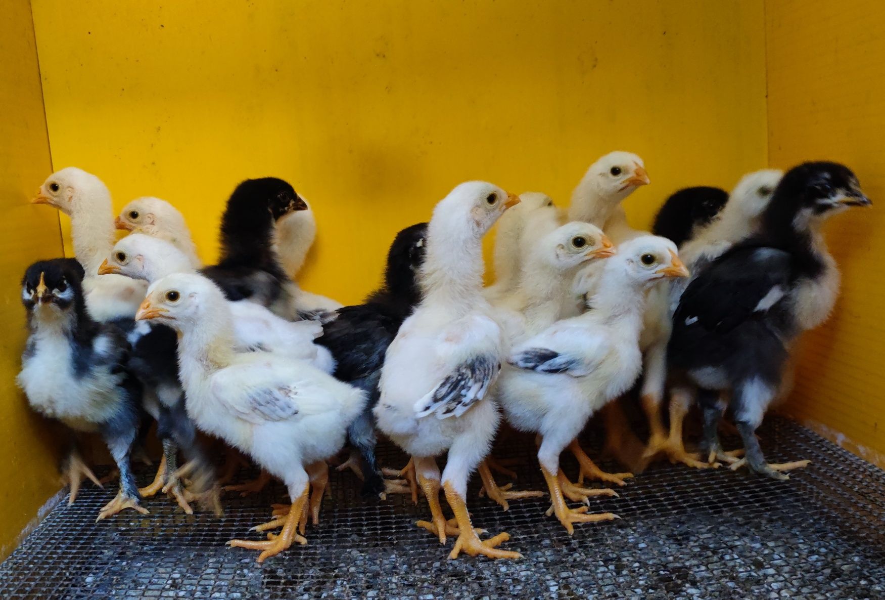 Pintos índio gigante, marans e Jersey gigante