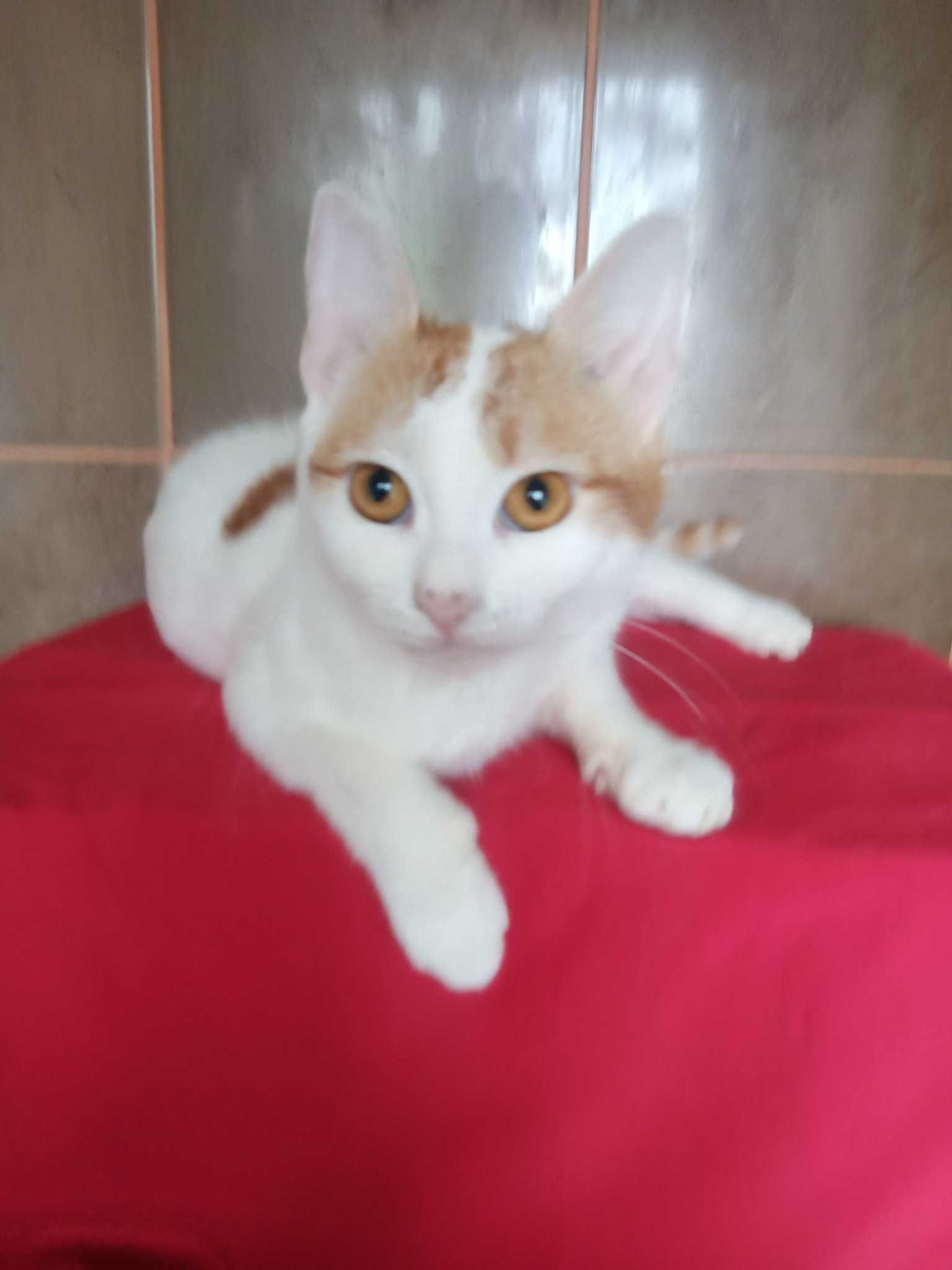 Молодий котик шукає дім