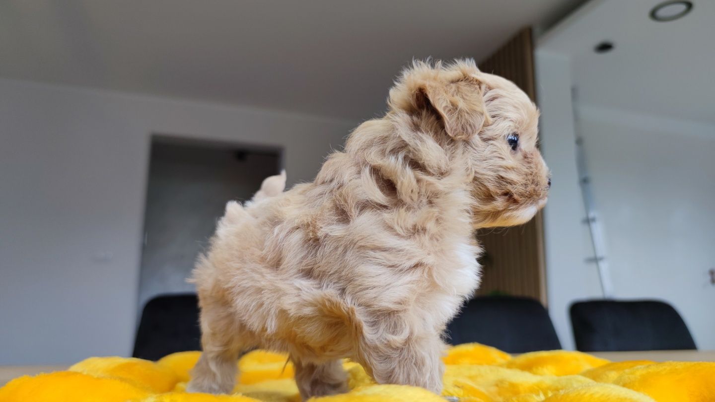 Maltipoo maltipoo suczka