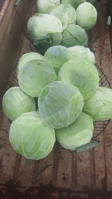 Овочі, Картопля Цибуля,Моркв  ,Буряк столовий,.