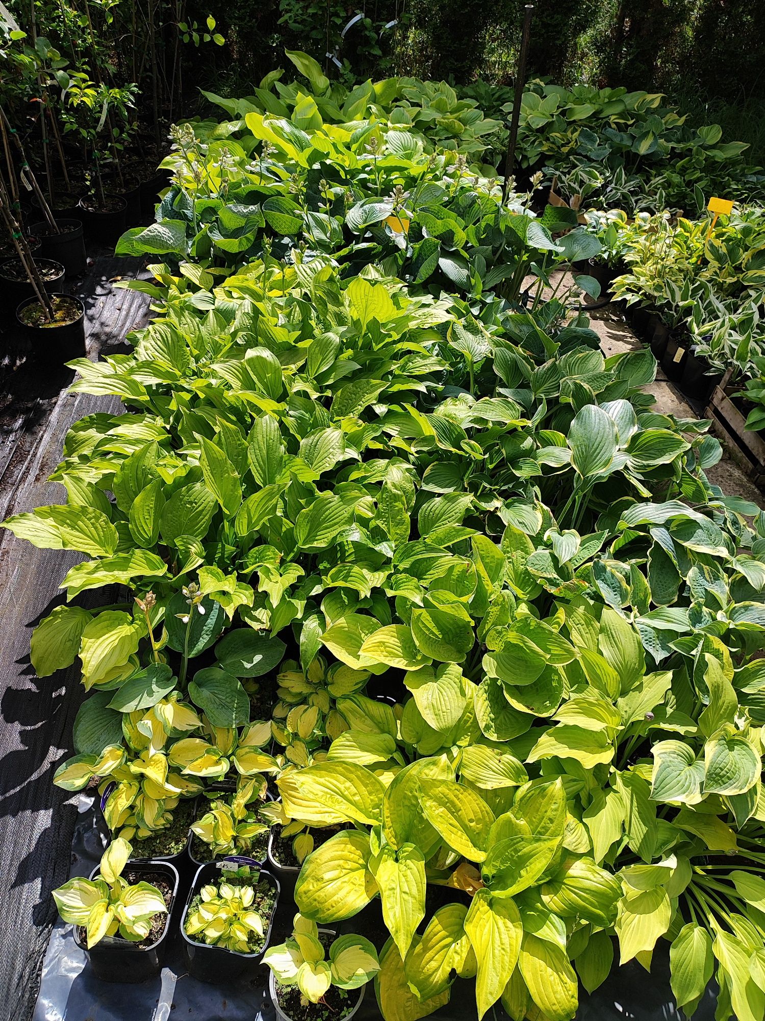 Funkia hosta różne odmiany