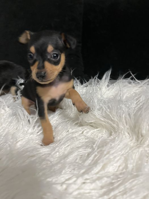 Pińczer miniaturowy ratlerek