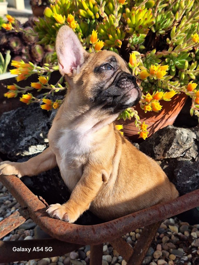 Bulldog Francês Red Fawn