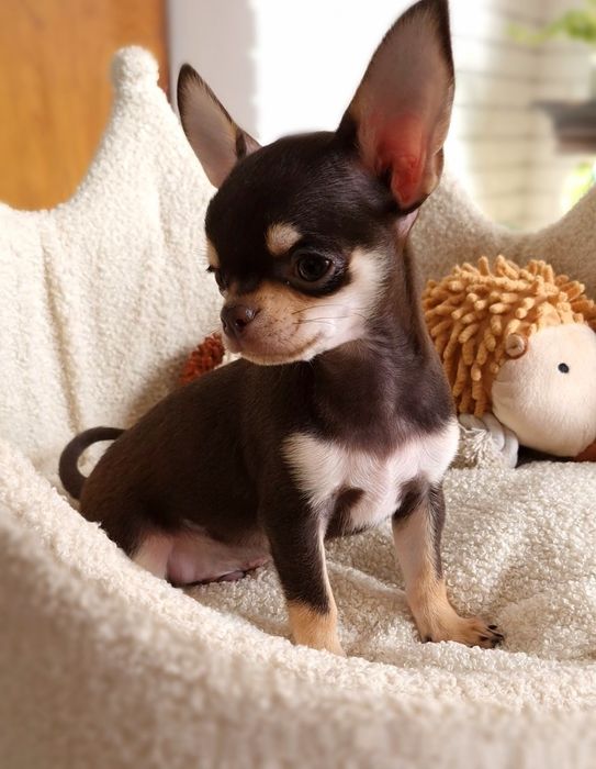 ** Gizmo ** Chihuahua śliczny chłopiec