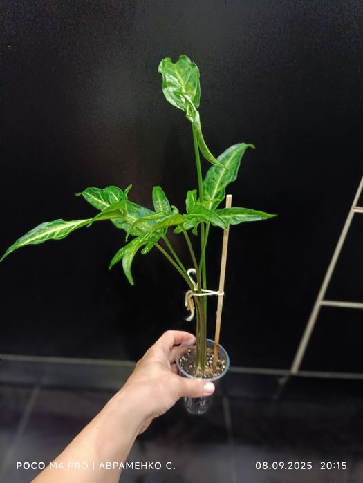 Сингоніум вушкуватий