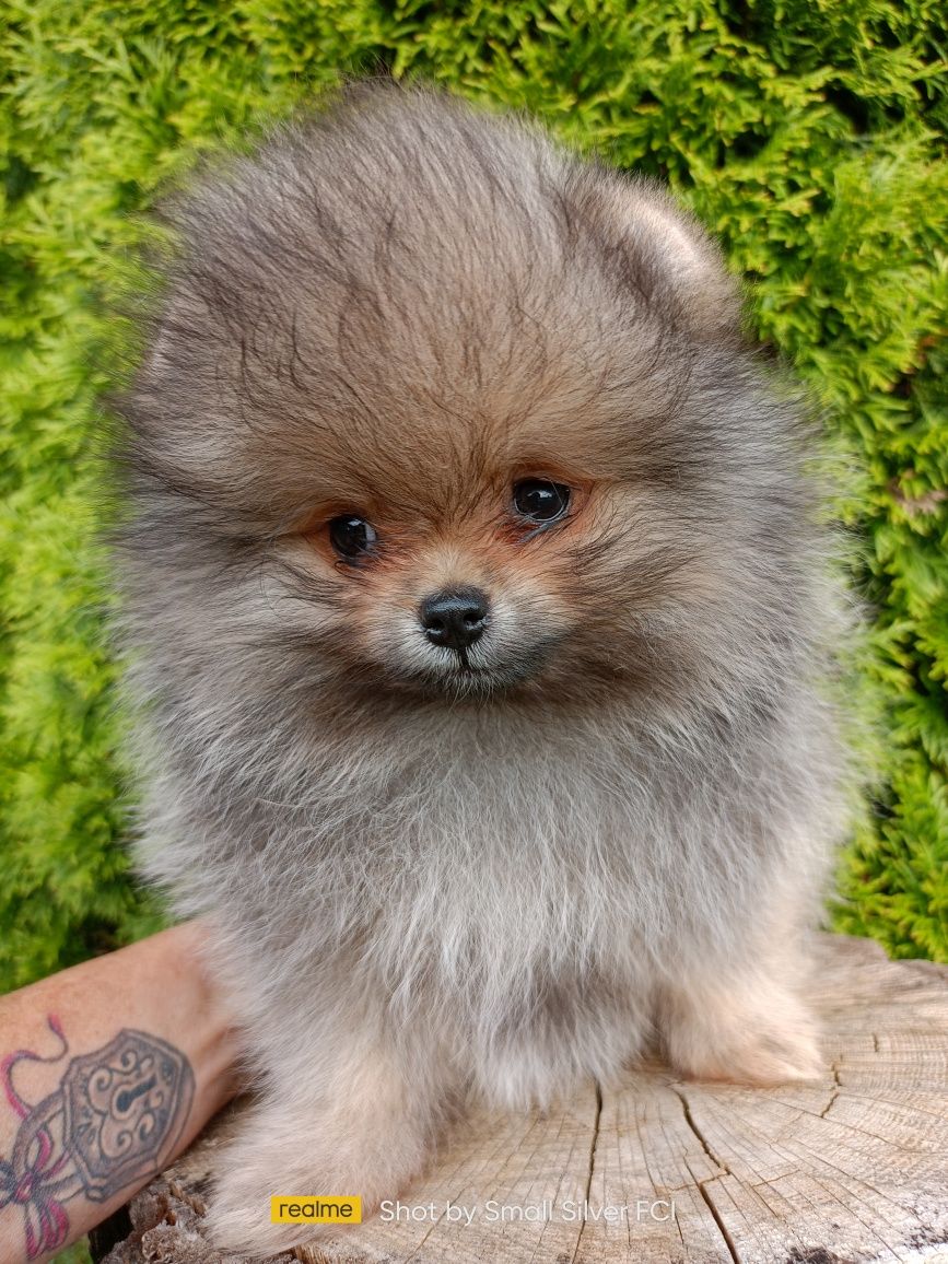 Szpic miniaturowy pomeranian