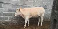 Jałówki Charolaise odsadki 250-350kg krowy
