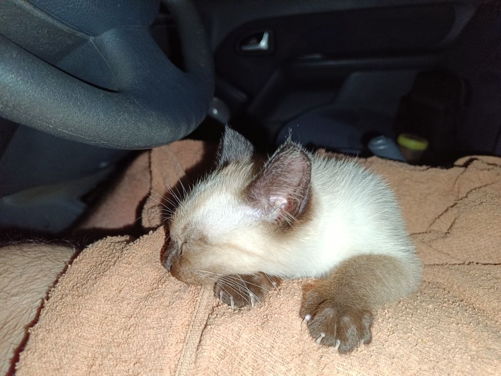 Gato para adoção