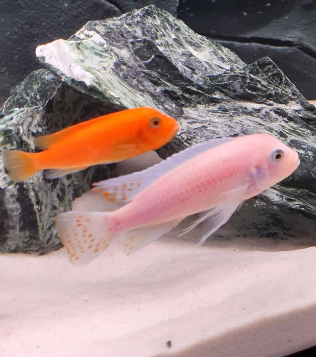 Pyszczaki Zebra Red Red młode 2-3 cm WYSYŁKA