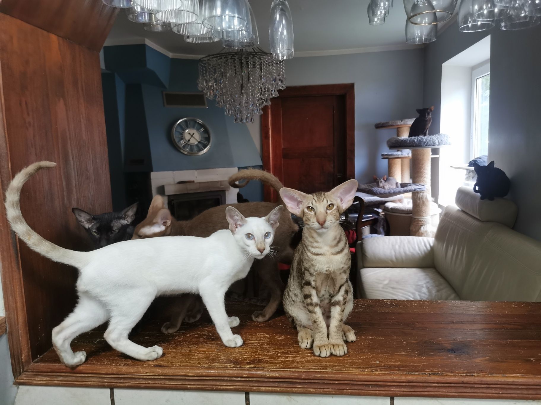 Peterbald kocurek syjamski gotowy do zmiany domku