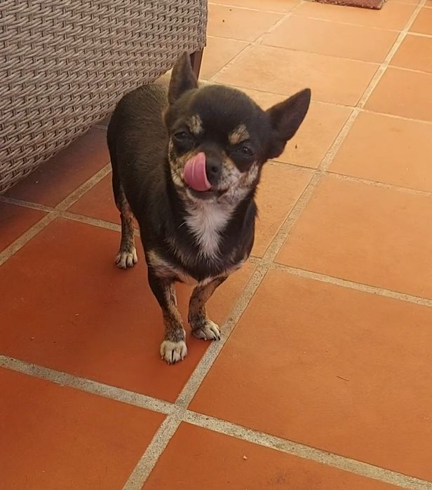 Chihuahua Fêmea, Linda