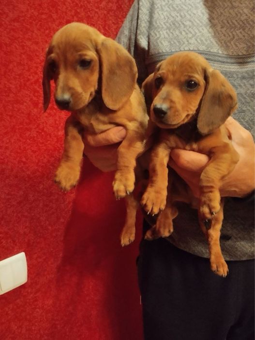 Продам цуценят Таксенят