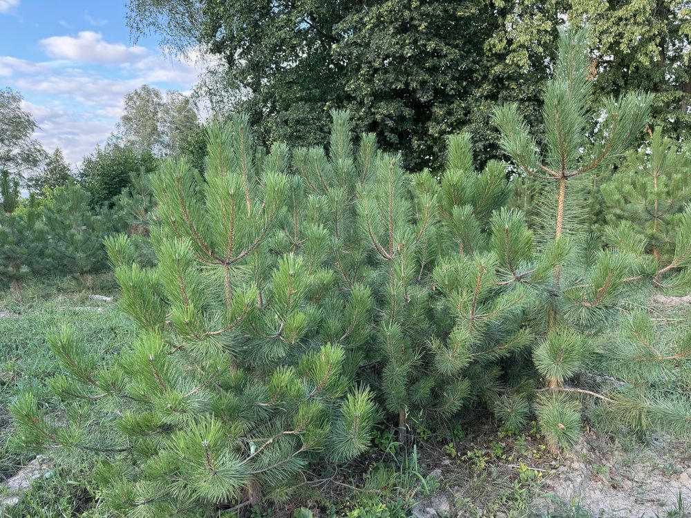 Sosna czarna 150cm-180cm