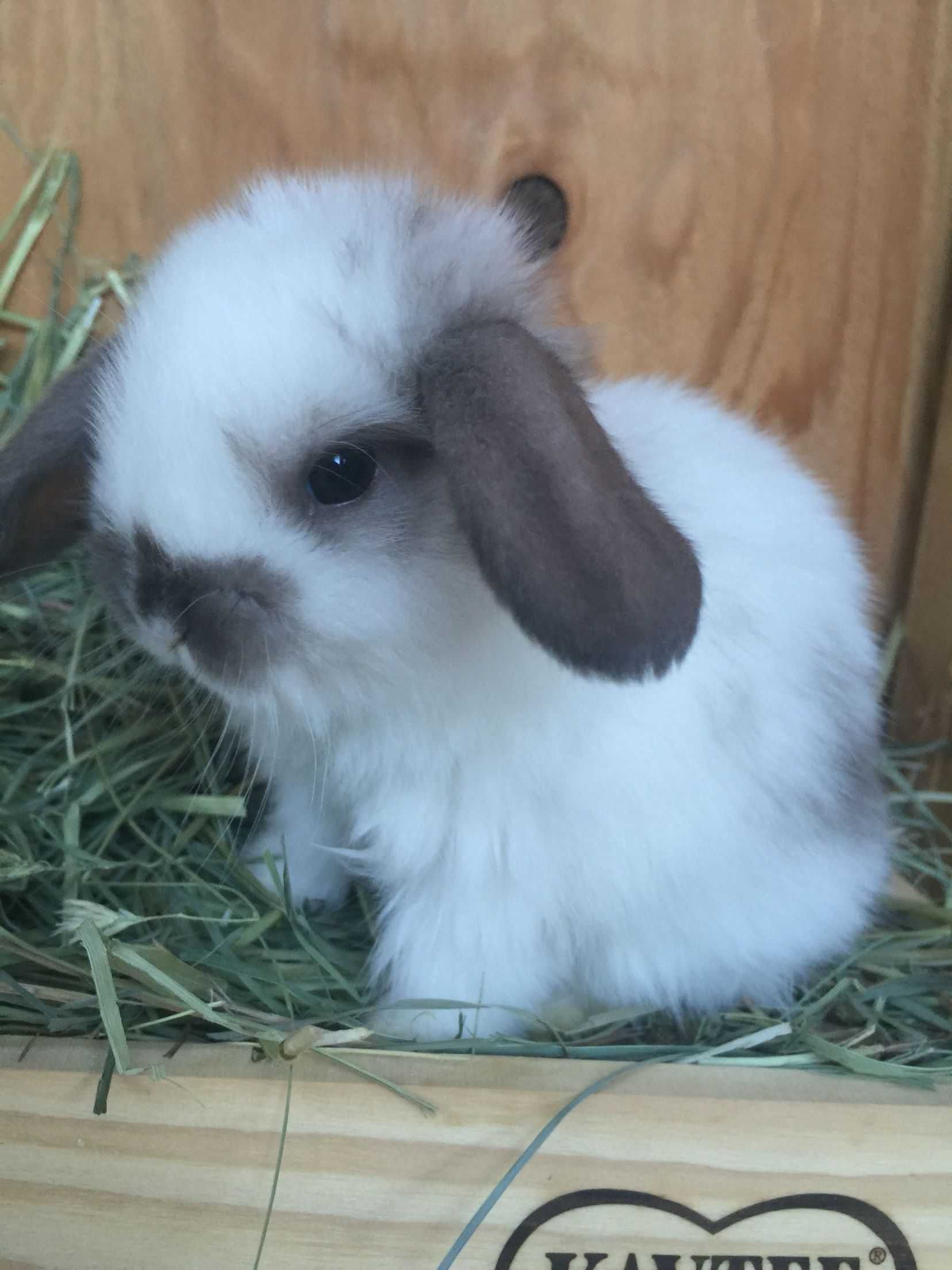 KIT Coelhos anões mini Lop holand, orelhudos muito dóceis