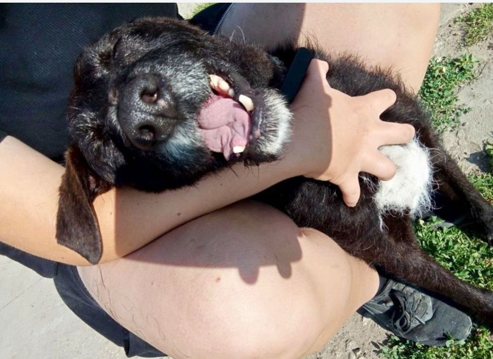 Słodki Baton prosi pięknie o dom ...