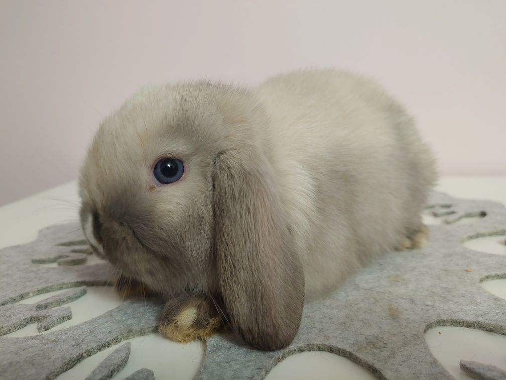 Króliki Mini -Lop