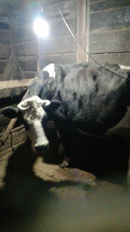Продається добра корова с шестим телям ,срок 11 лютого.