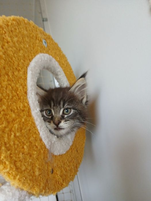 Maine coon kocurek