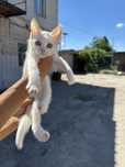 Котики в добрі руки