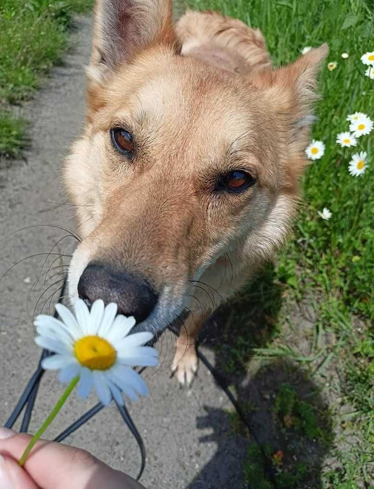 Liseł poleca się do adopcji.