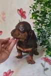 Excecional Teckel Chocolate Tan de Qualidade