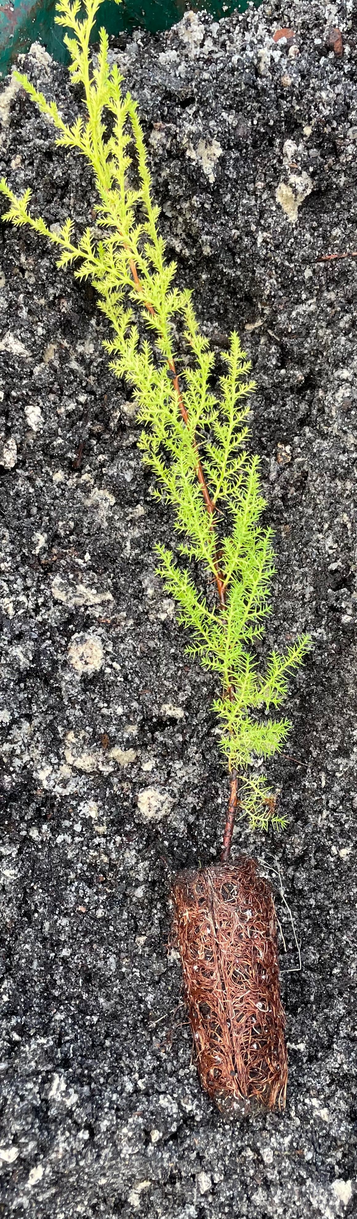 (40 x Un.) - Cedro do buçaco (Cupressus lusitanica) Mexican Cypress