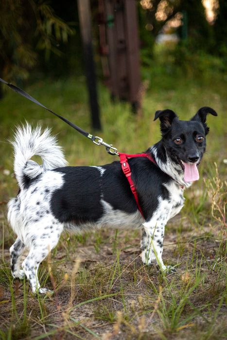 Zuzia szuka swojego domu! 

Poznaj Zuzię, 2-letnią, pełną radości i en