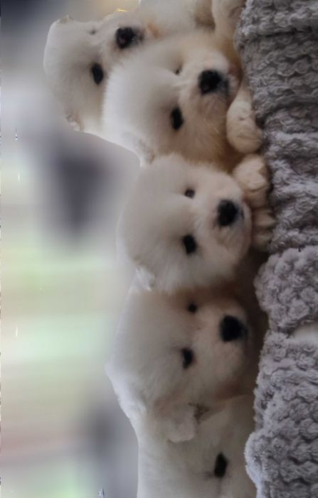 Szczeniak Szczenię, Szczeniaczek, chłopiec, Samoyed Samojed Rodowód